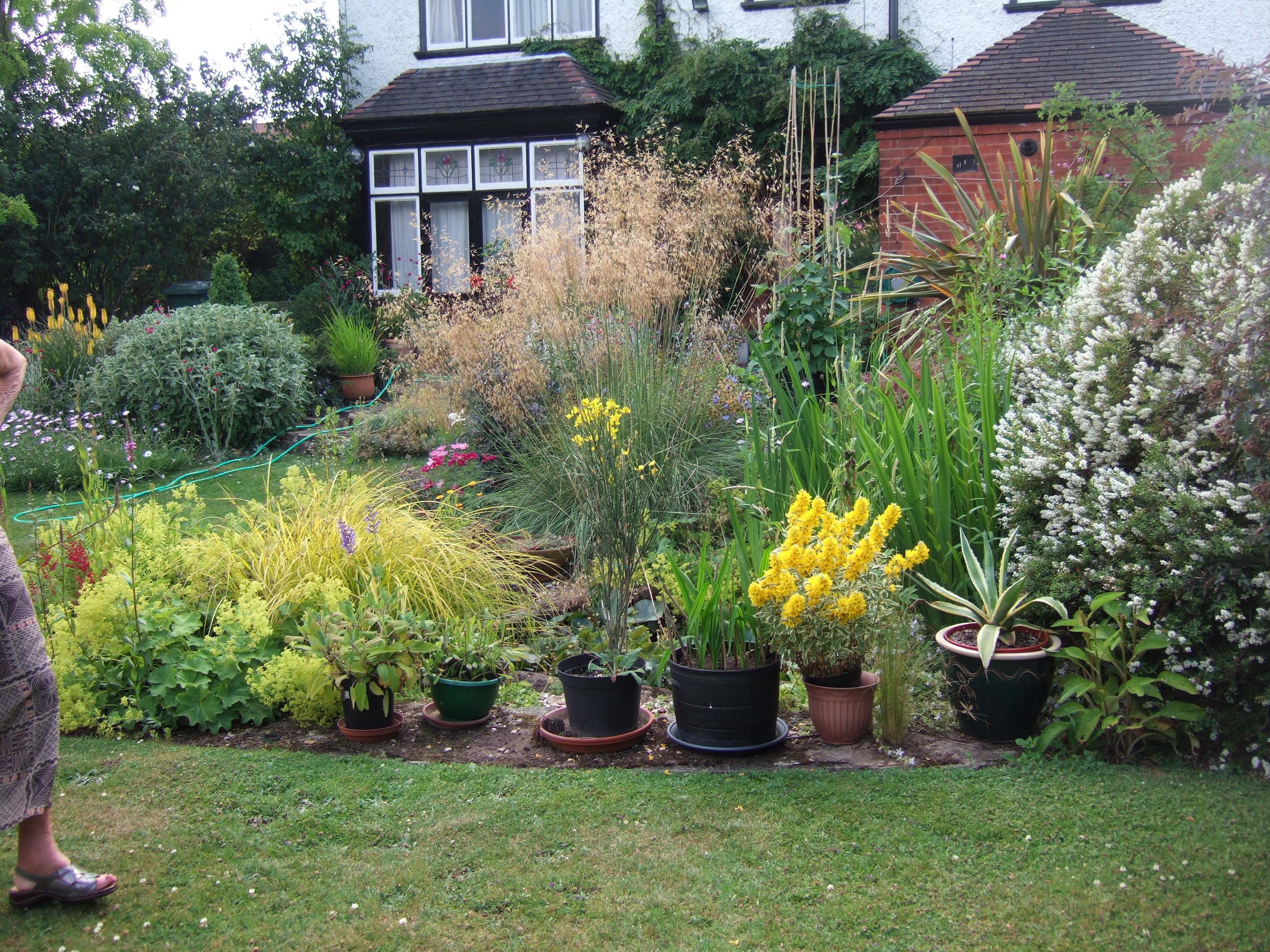 Do you live in a Japanese Knotweed hotspot?