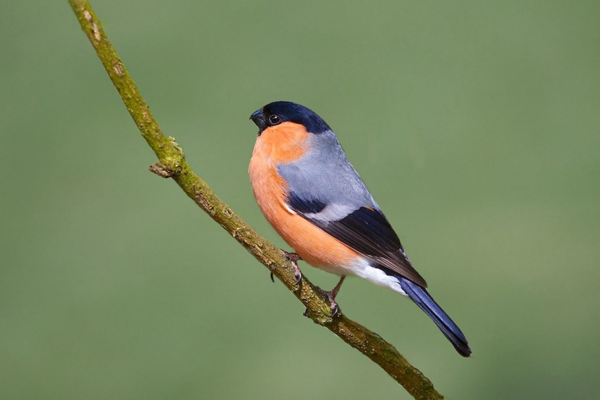 Bullfinch - (c) publicdomainstockphotos | Dreamstime.com