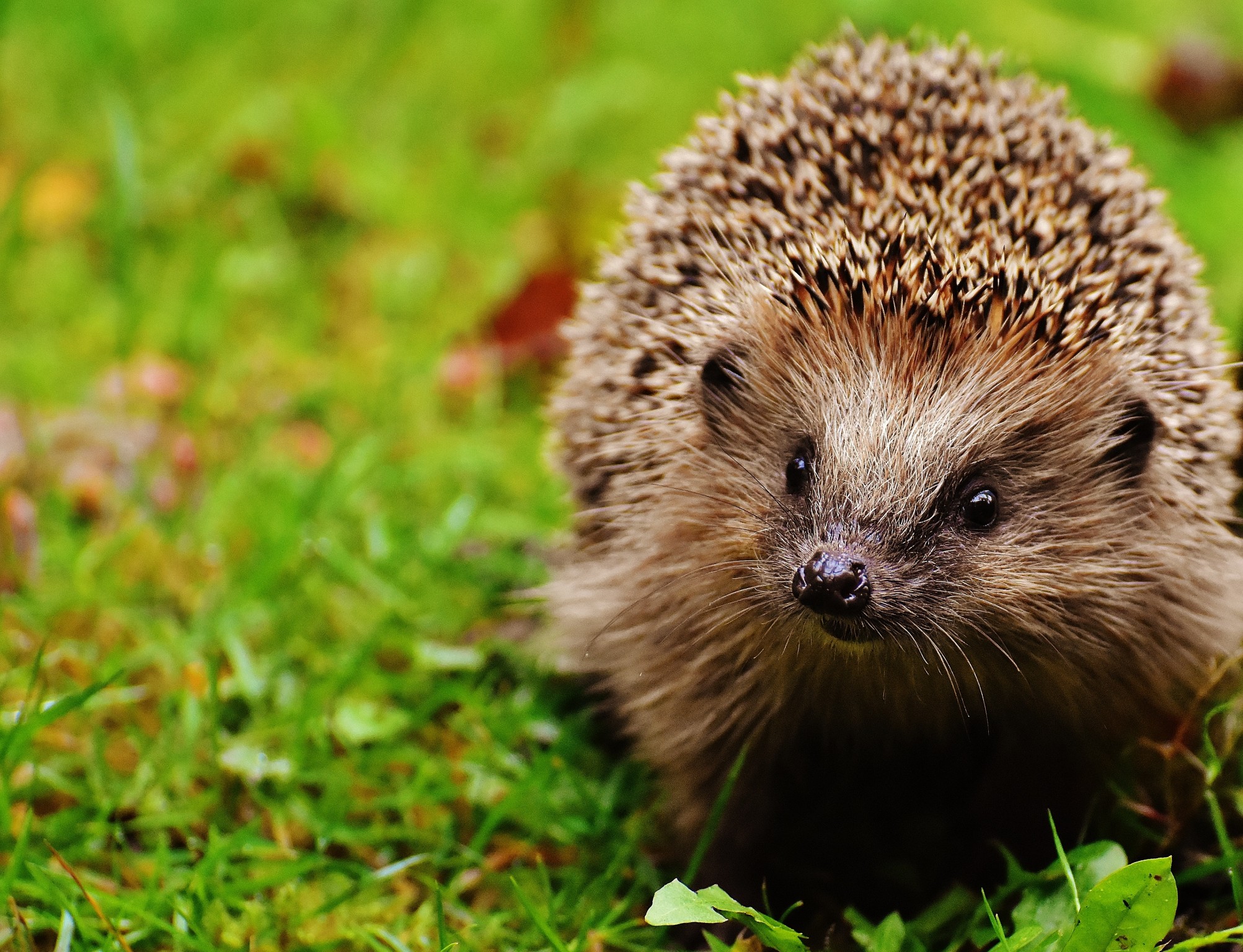  Hedgehog - (c) Publicdomainphotos | Dreamstime.com